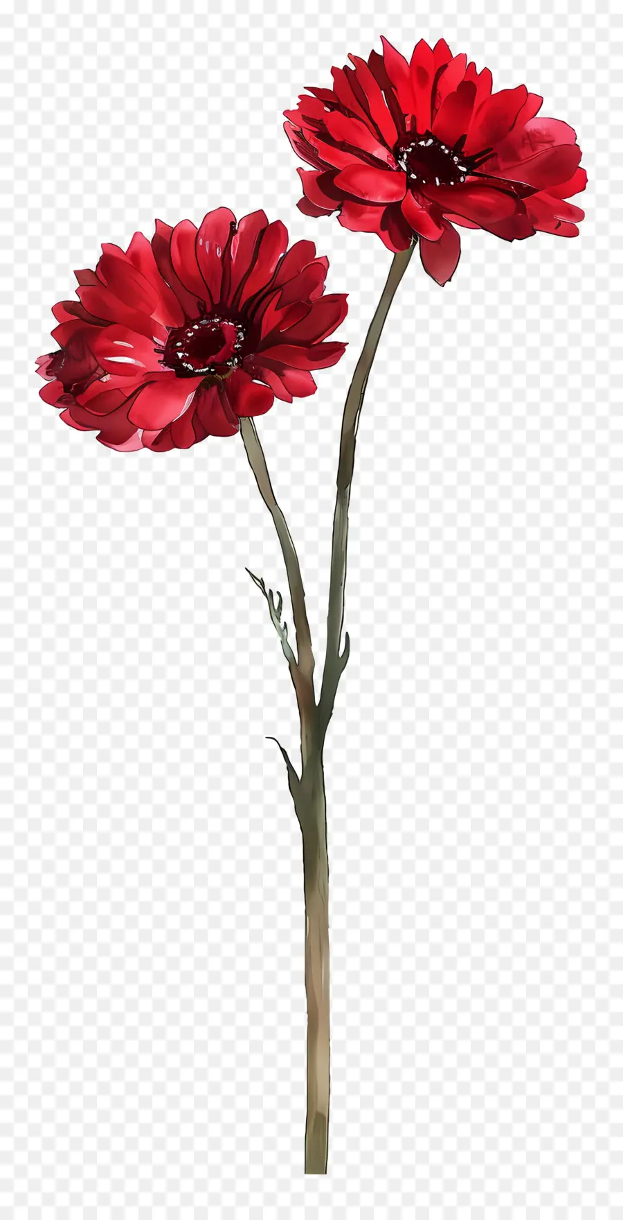 Gerbera çiçekleri，Kırmızı Çiçek PNG