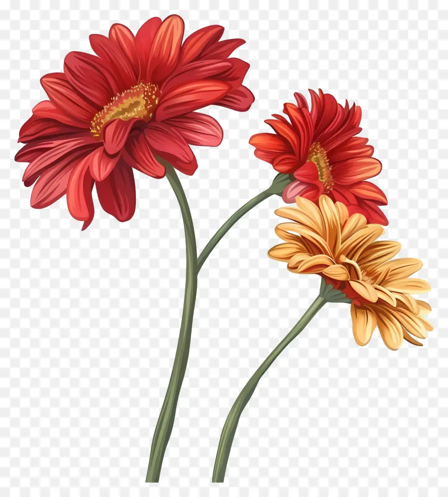 Gerbera çiçekleri，Dalya çiçekleri PNG