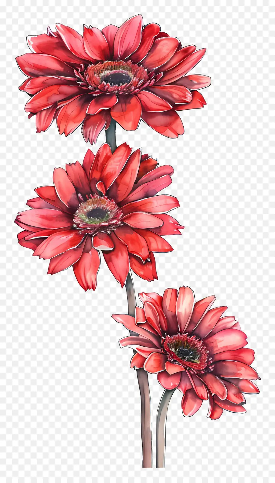 Gerbera çiçekleri，Kırmızı Çiçek PNG