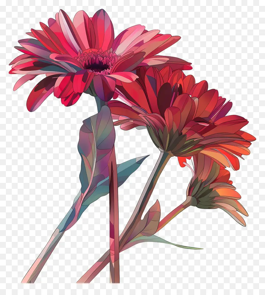 Gerbera çiçekleri，Portakal Çiçeği PNG