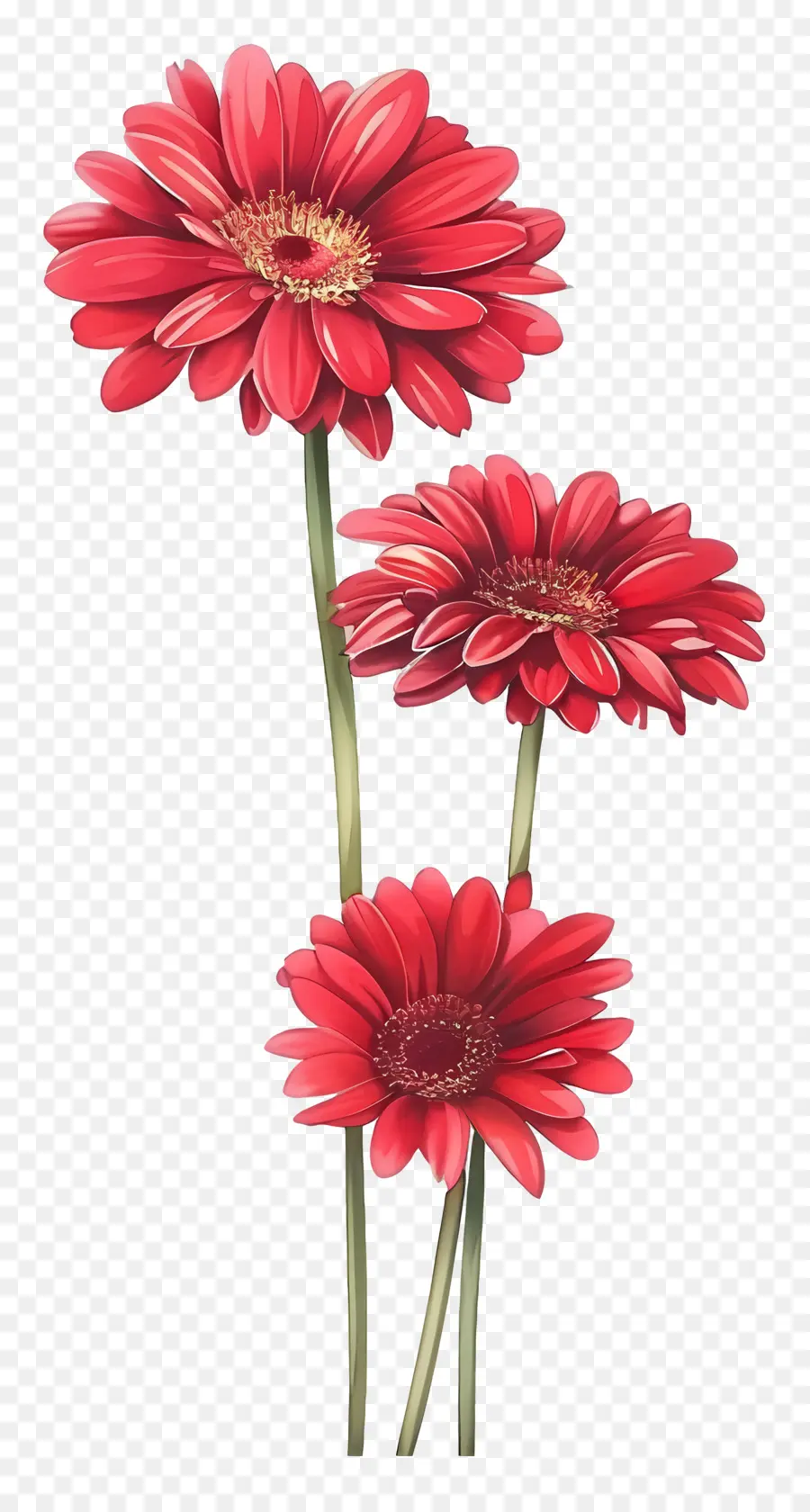 Gerbera çiçekleri，Kırmızı Çiçek PNG