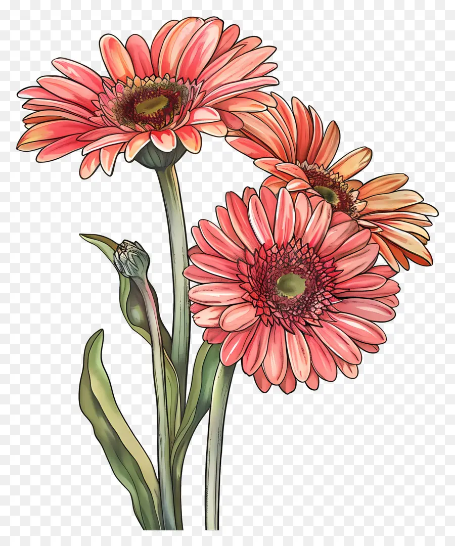 Gerbera çiçekleri，Pembe Çiçekler PNG