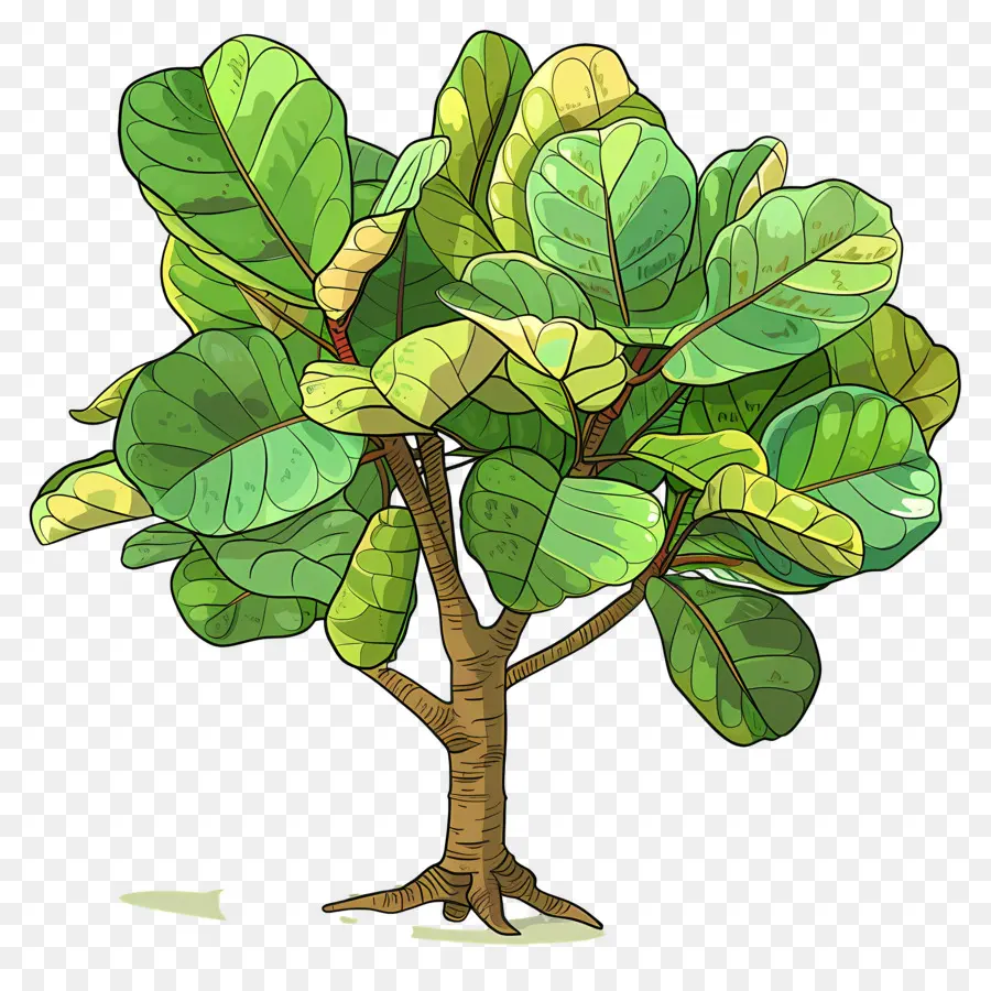 Ficus Lyrata，Yeşil Bitki PNG