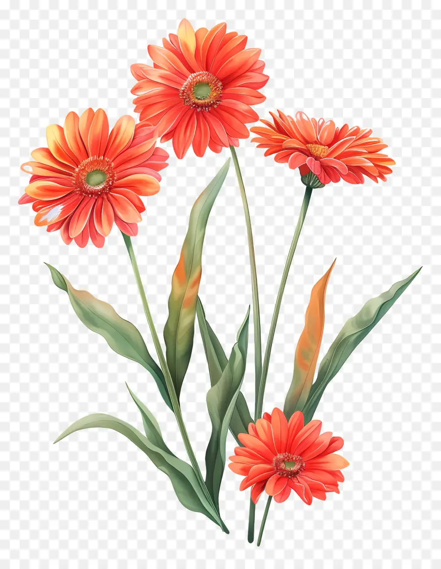 Gerbera çiçekleri，çiçekler PNG