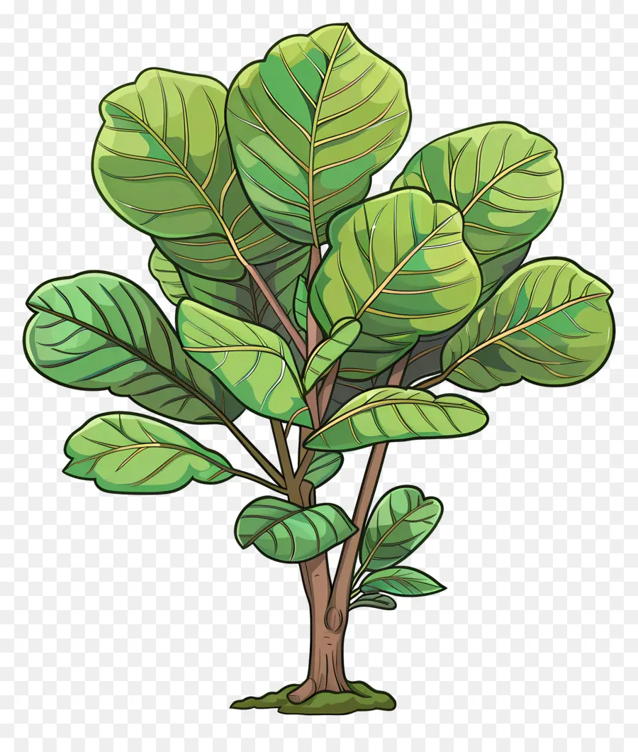 Ficus Lyrata，Yeşil Bitki PNG