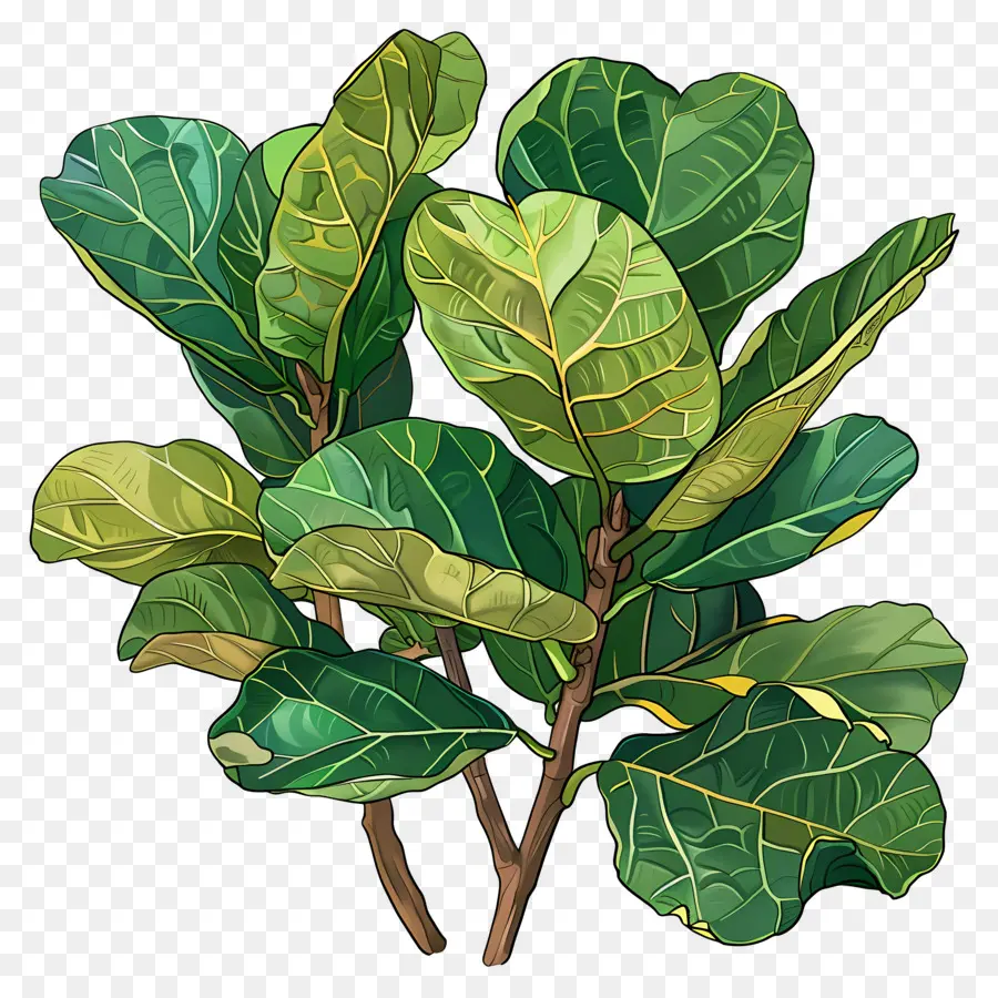 Ficus Lyrata，Yeşil Bitki PNG