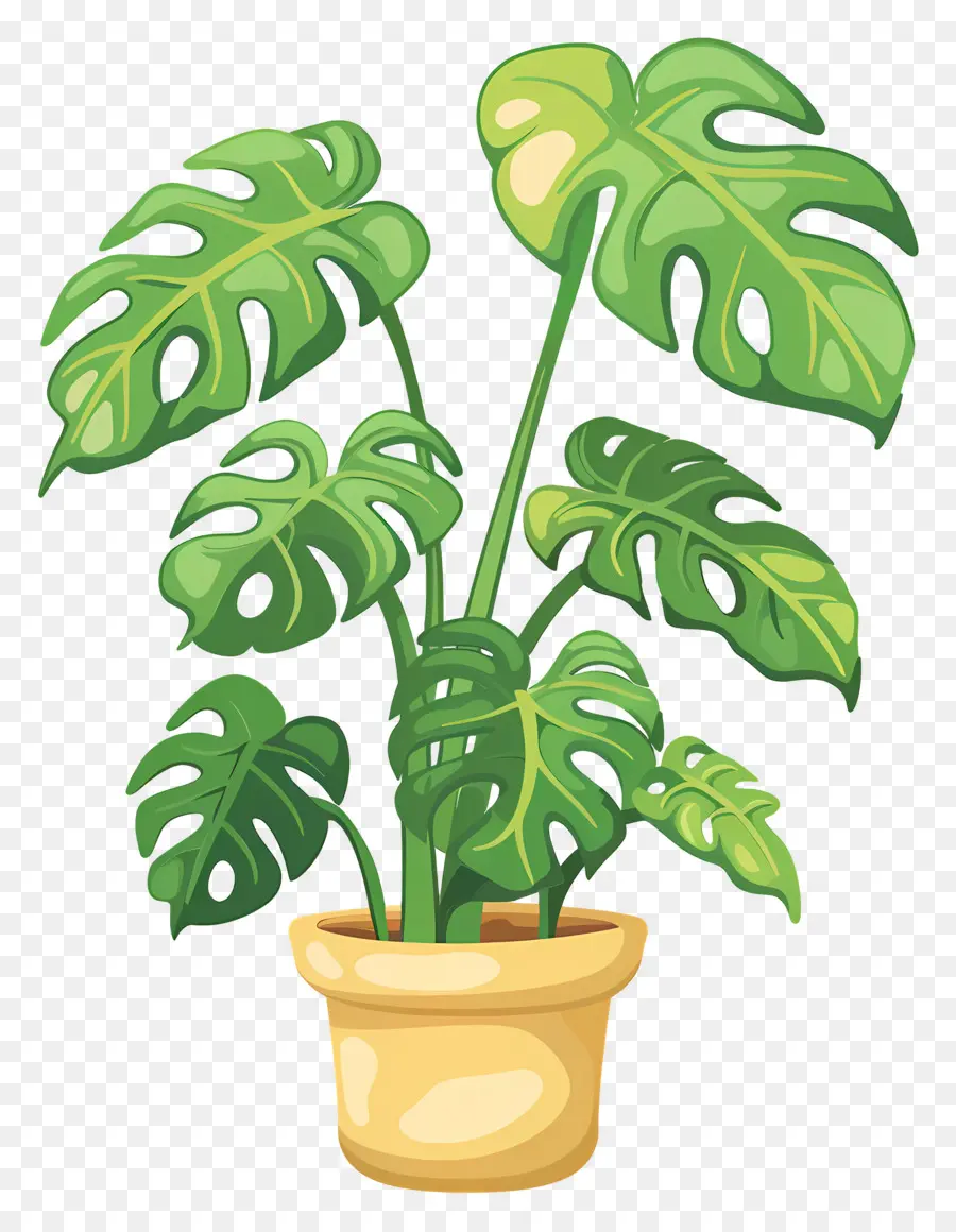 Monstera Fabrikası，Saksı Bitkisi PNG