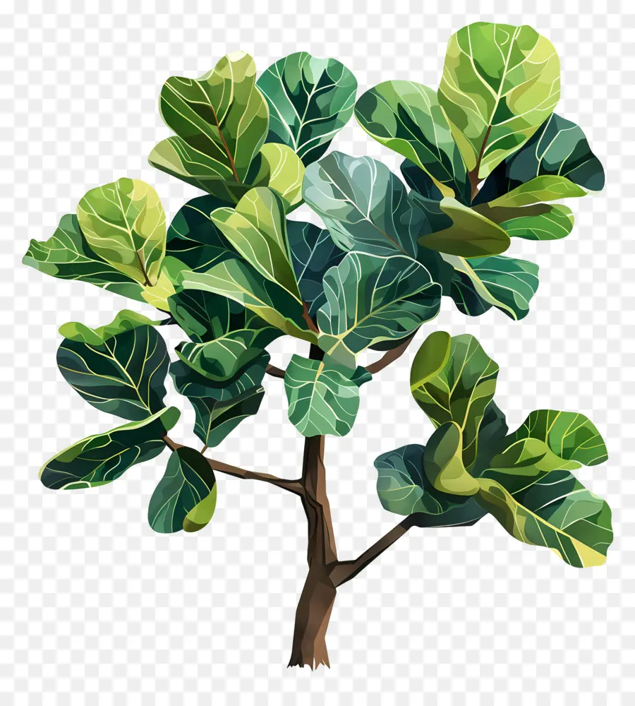 Ficus Lyrata，Yeşil Bitki PNG