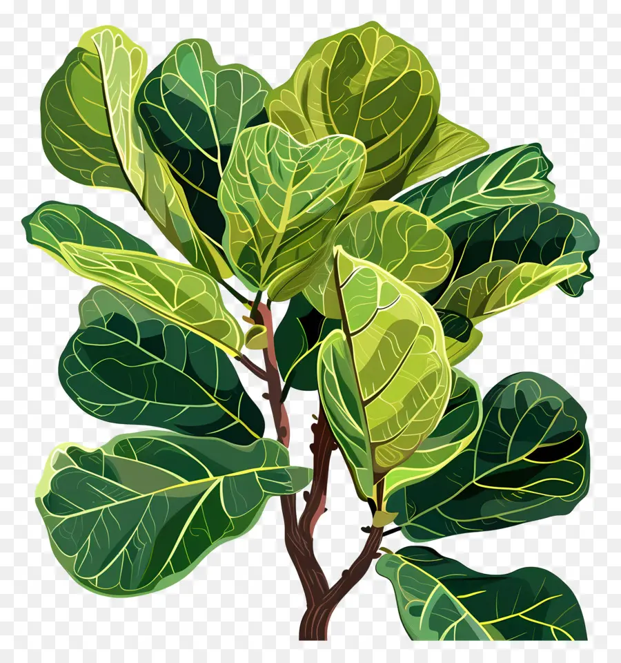 Ficus Lyrata，Bitki PNG