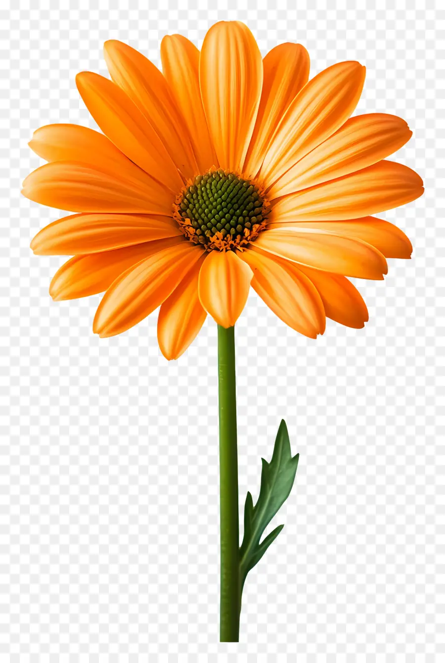 Günaydın，Turuncu Gerbera Papatya PNG