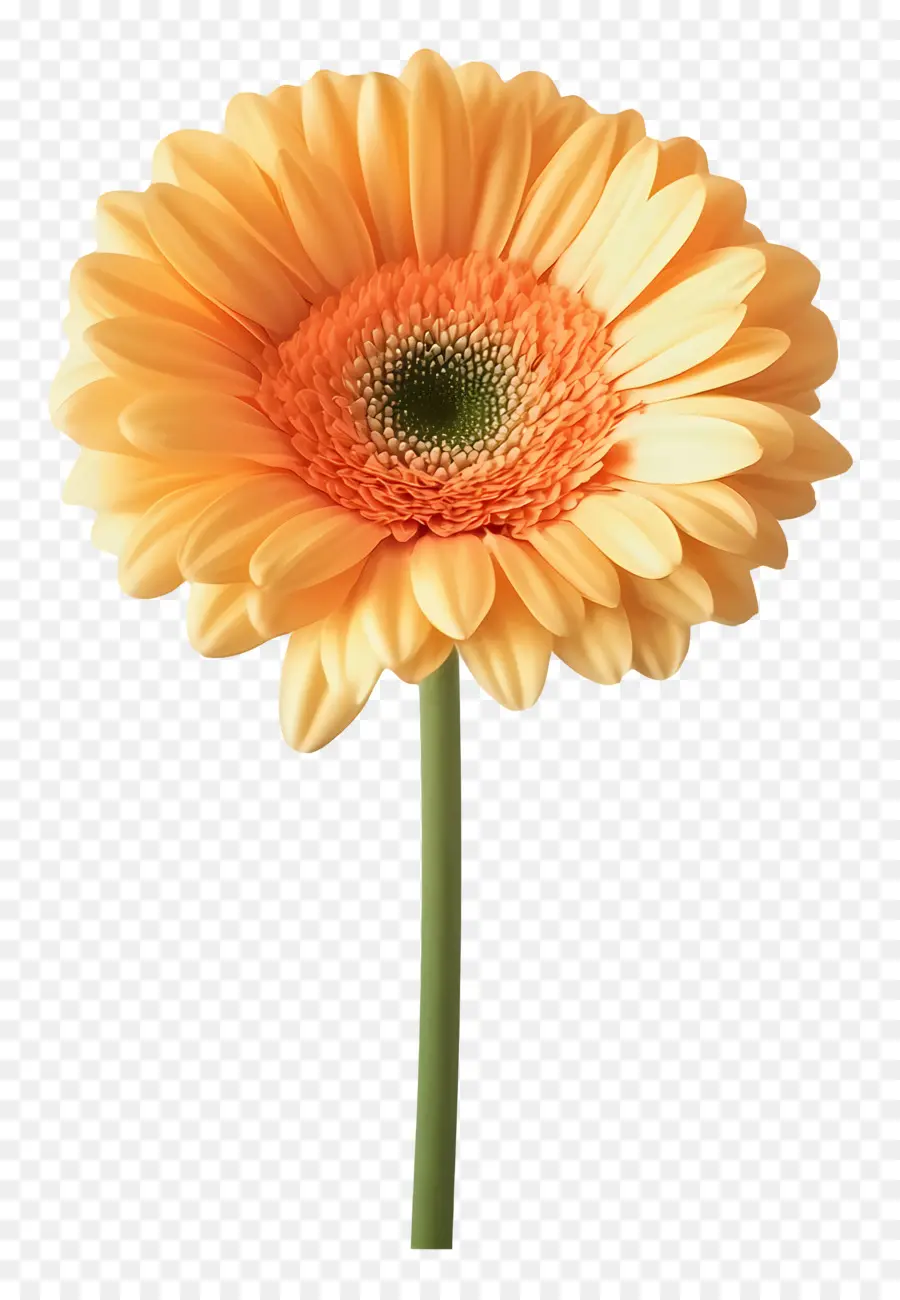 Günaydın，Turuncu Gerbera Papatya PNG