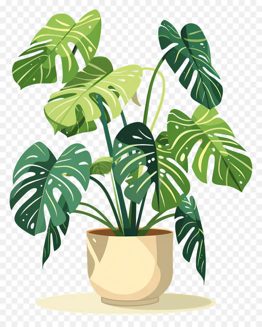 Monstera Fabrikası，Saksı Bitkisi PNG