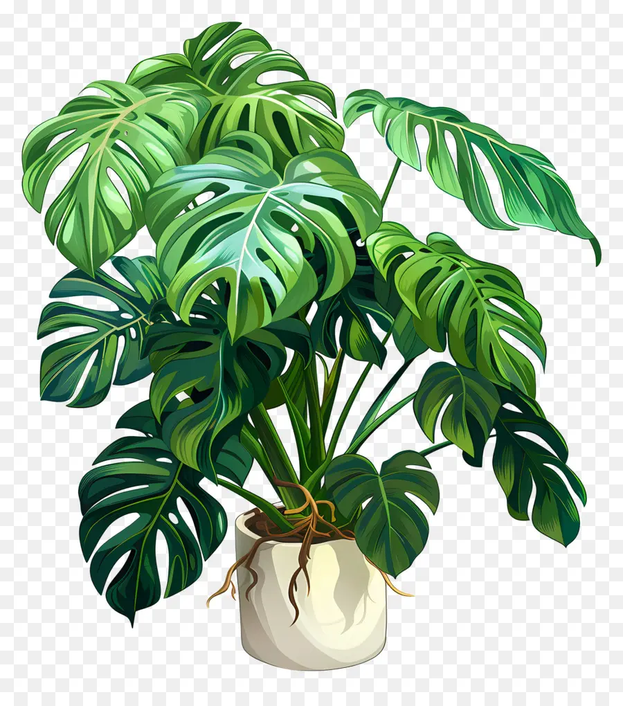 Monstera Fabrikası，Saksı Bitkisi PNG