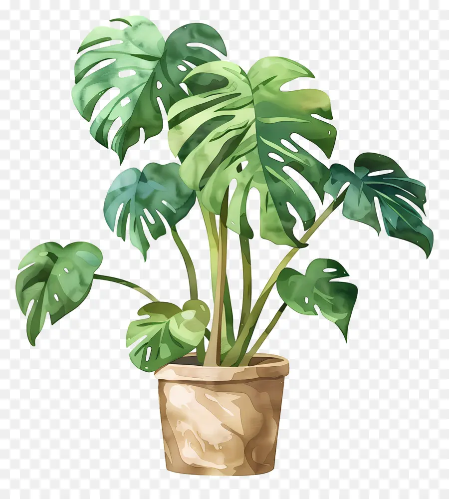 Monstera Fabrikası，Saksı Bitkisi PNG