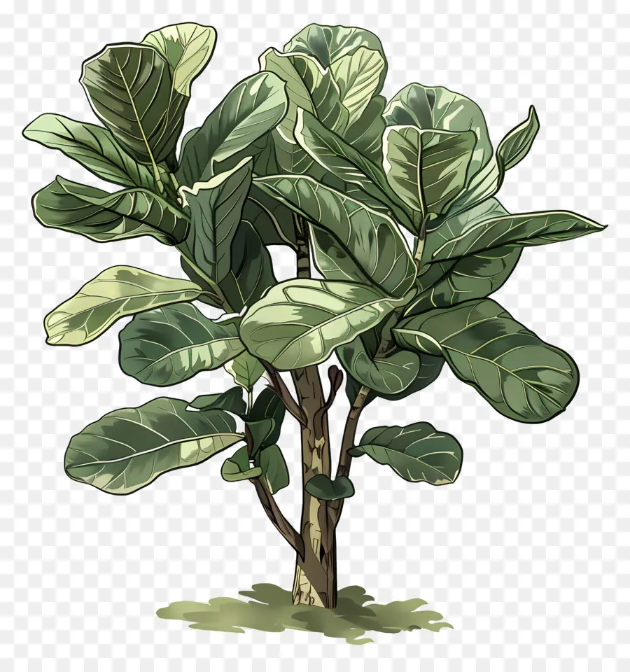 Ficus Lyrata，Yeşil Bitki PNG