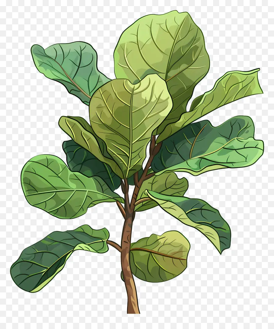 Ficus Lyrata，Bitki PNG