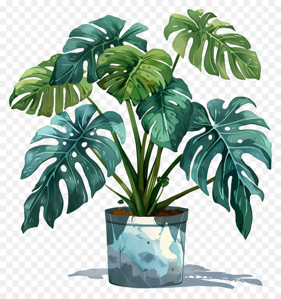 Monstera Fabrikası，Saksı Bitkileri PNG