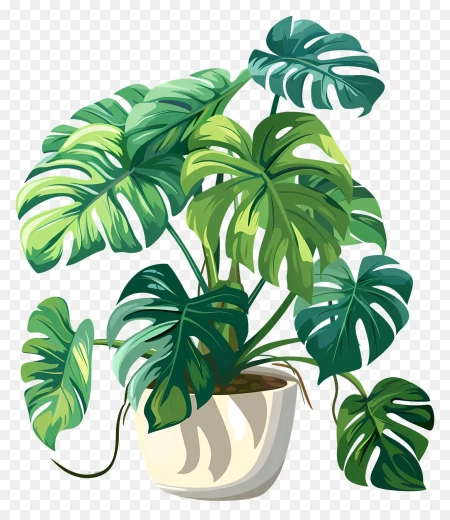 Monstera Fabrikası，Saksı Bitkisi PNG