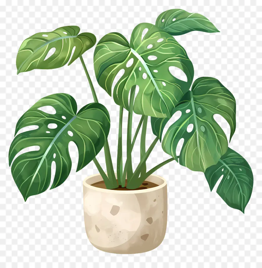 Monstera Fabrikası，Saksı Bitkisi PNG