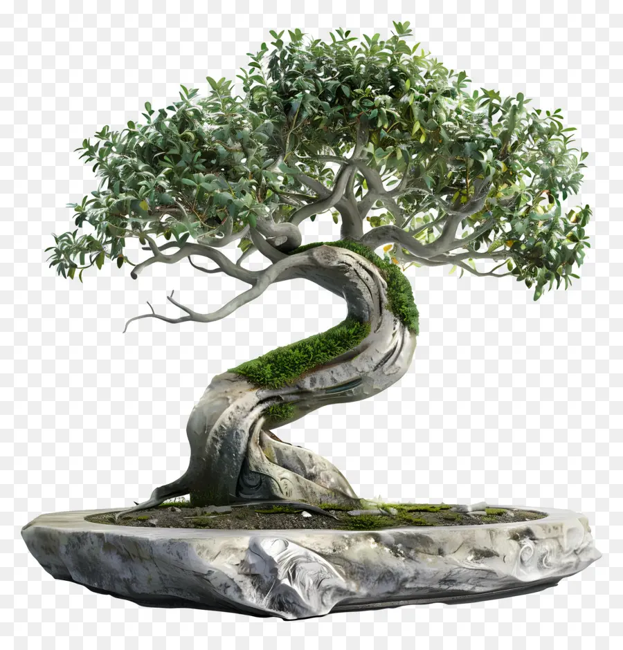 Bonsai Ağacı，Minyatür PNG