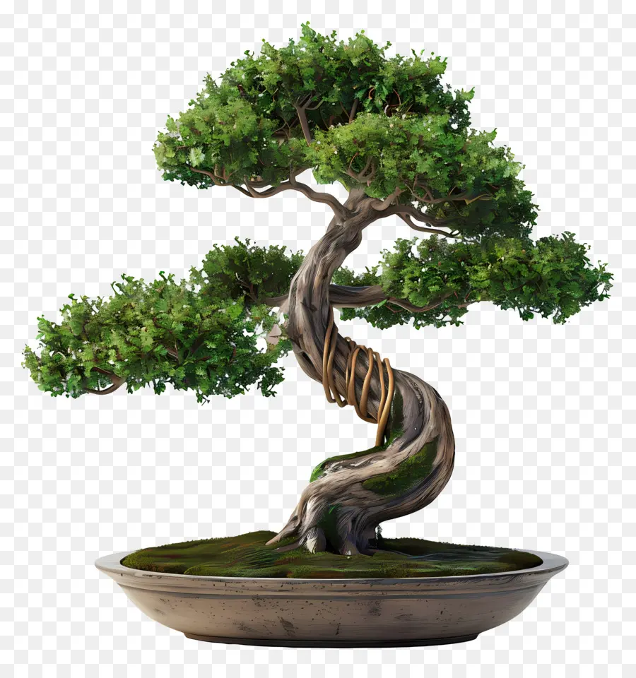 Bonsai Ağacı，Minyatür PNG