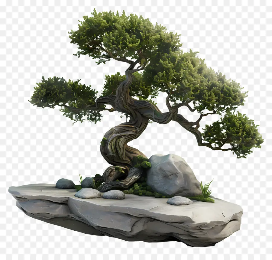 Bonsai Ağacı，Bitki PNG