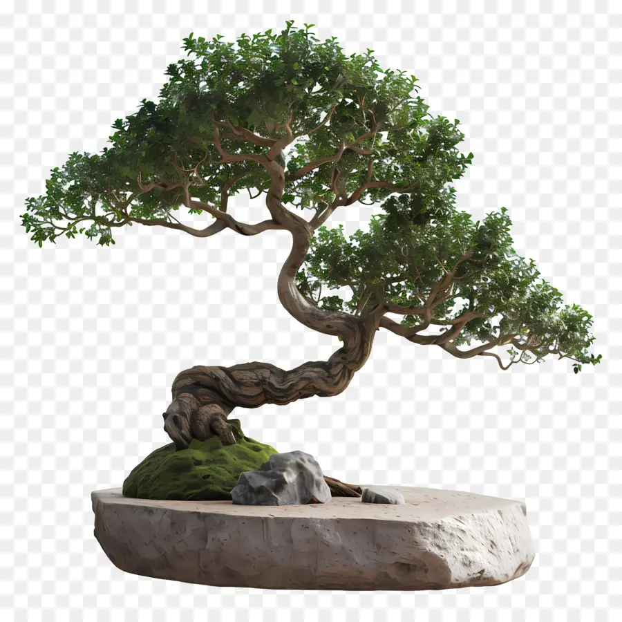 Bonsai Ağacı，Bitki PNG