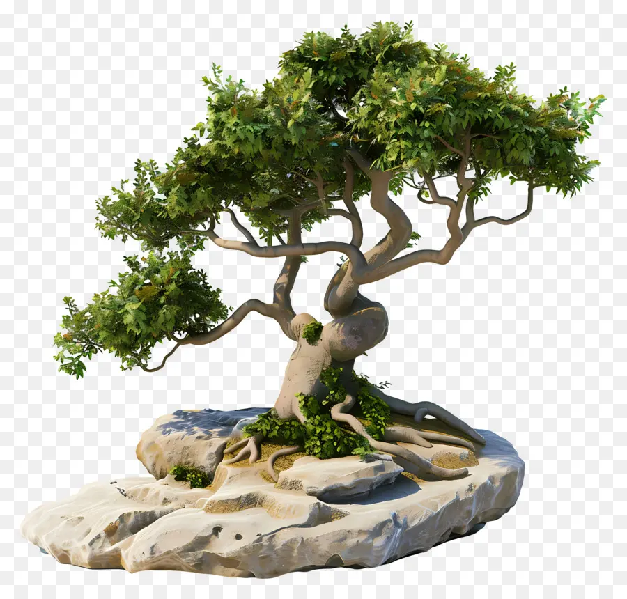 Bonsai Ağacı，Bitki PNG