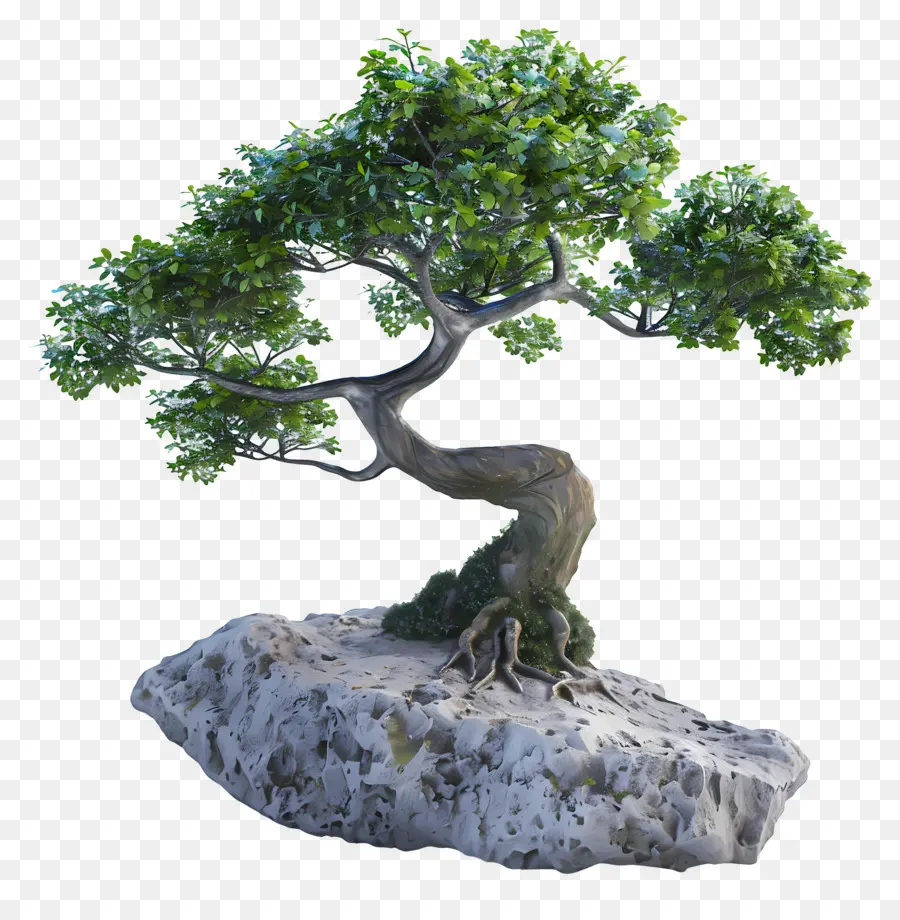 Bonsai Ağacı，Bitki PNG