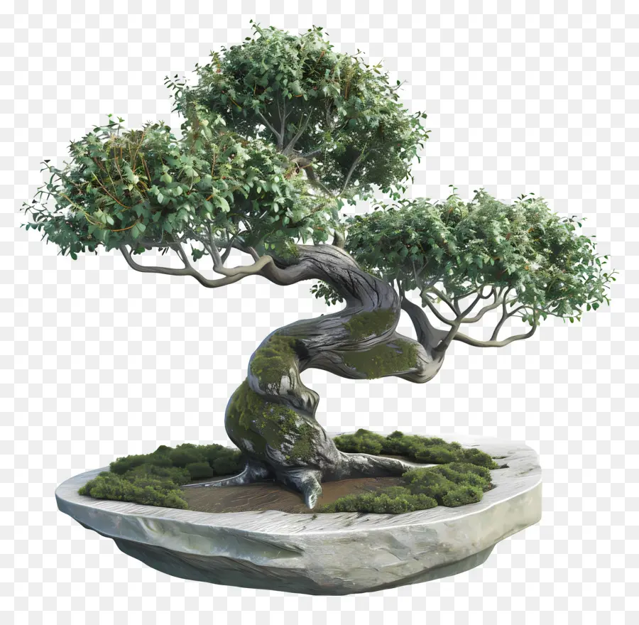 Bonsai Ağacı，Ağaç PNG