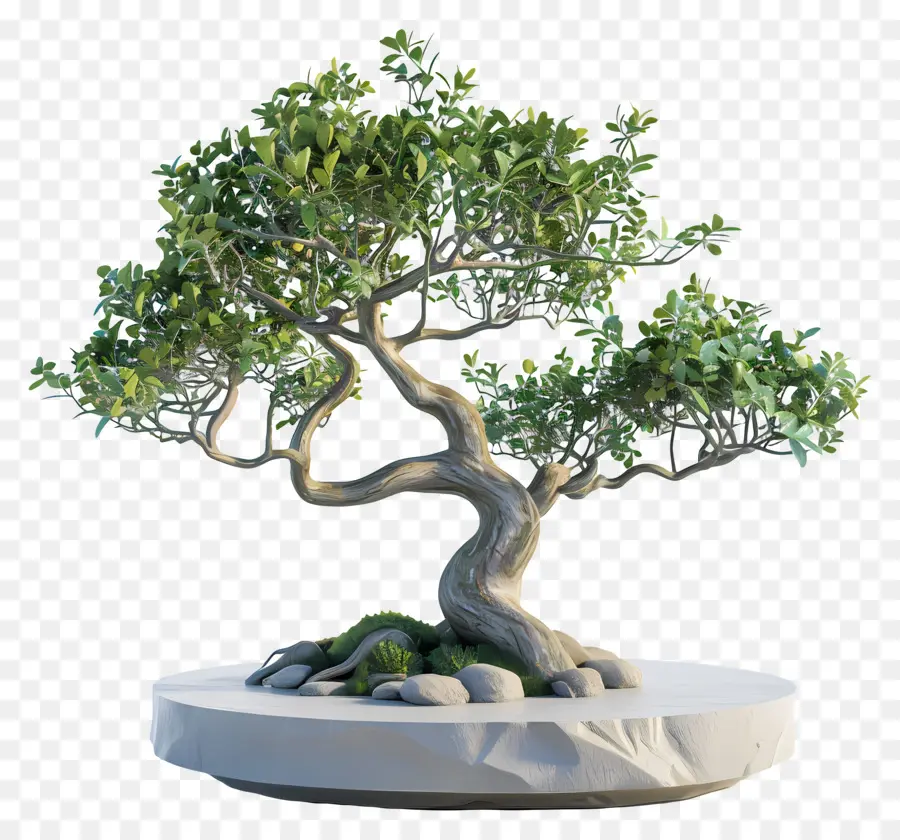 Bonsai Ağacı，Bitki PNG