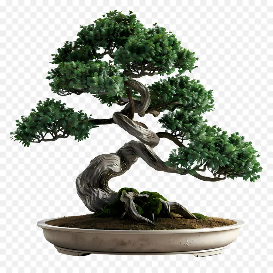 Bonsai Ağacı，Bonzai PNG