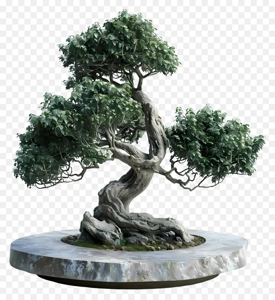 Bonsai Ağacı，Minyatür PNG