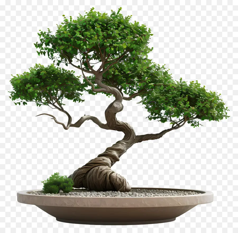 Bonsai Ağacı，Bitki PNG