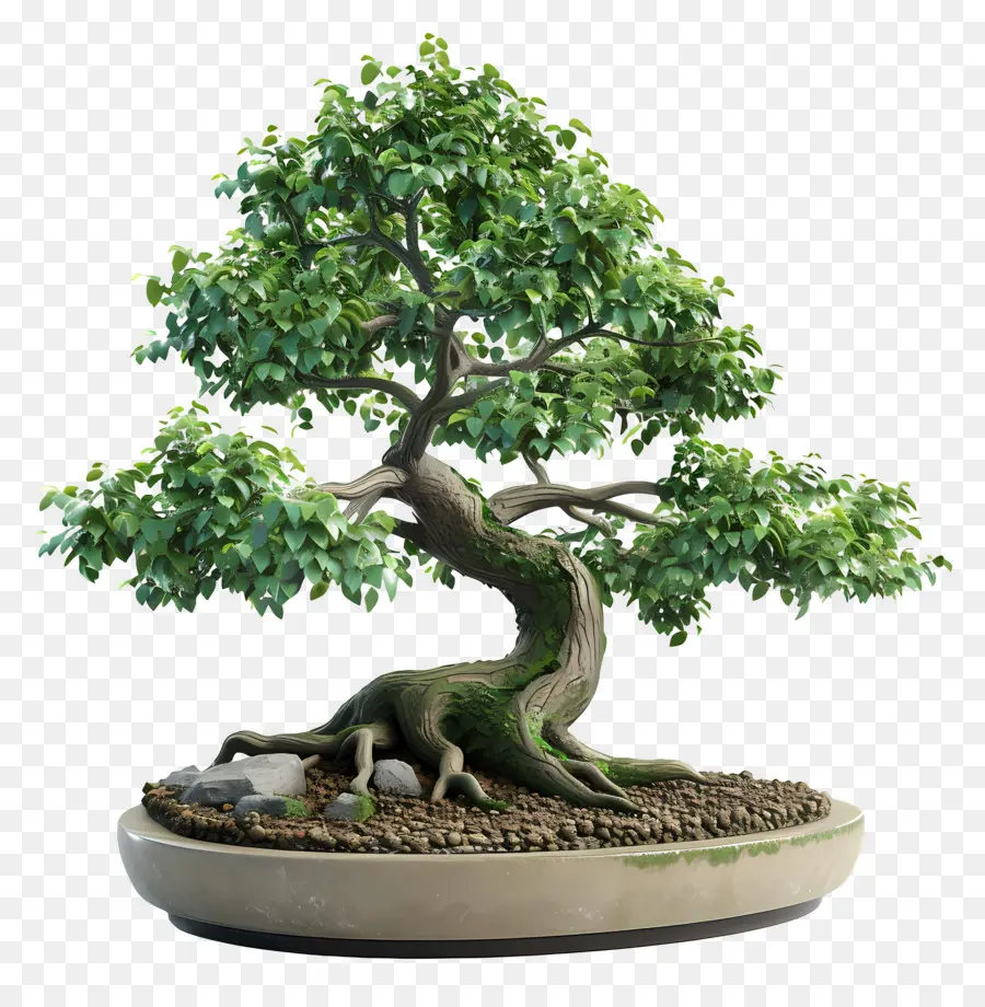 Bonsai Ağacı，Bitki PNG