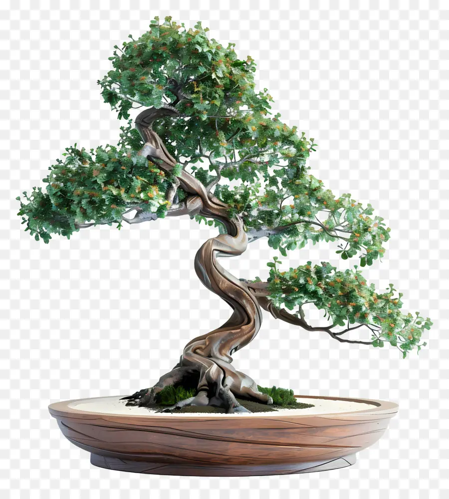 Bonsai Ağacı，Bonzai PNG