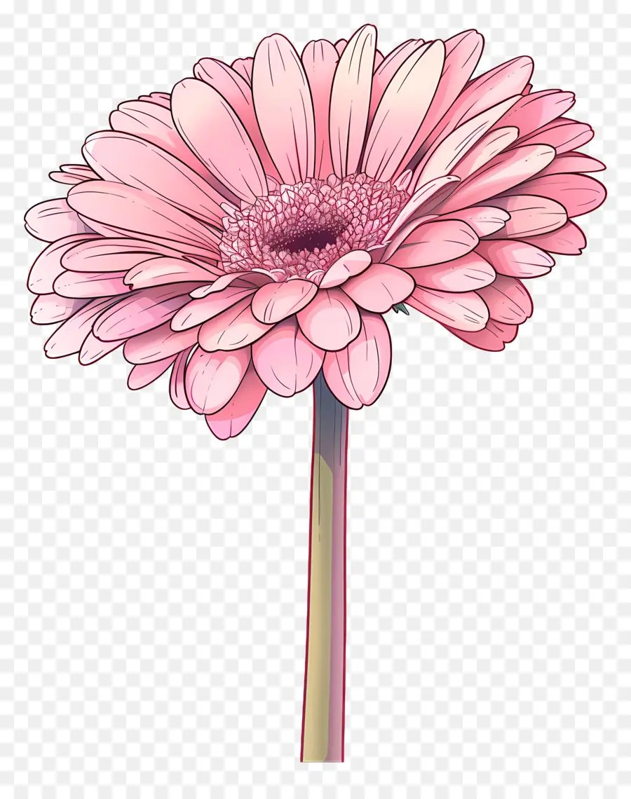 Pembe Gerbera，Pembe Çiçek PNG