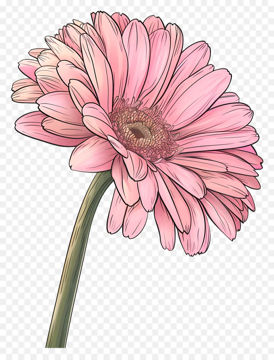 Pembe Gerbera，Pembe Çiçek PNG