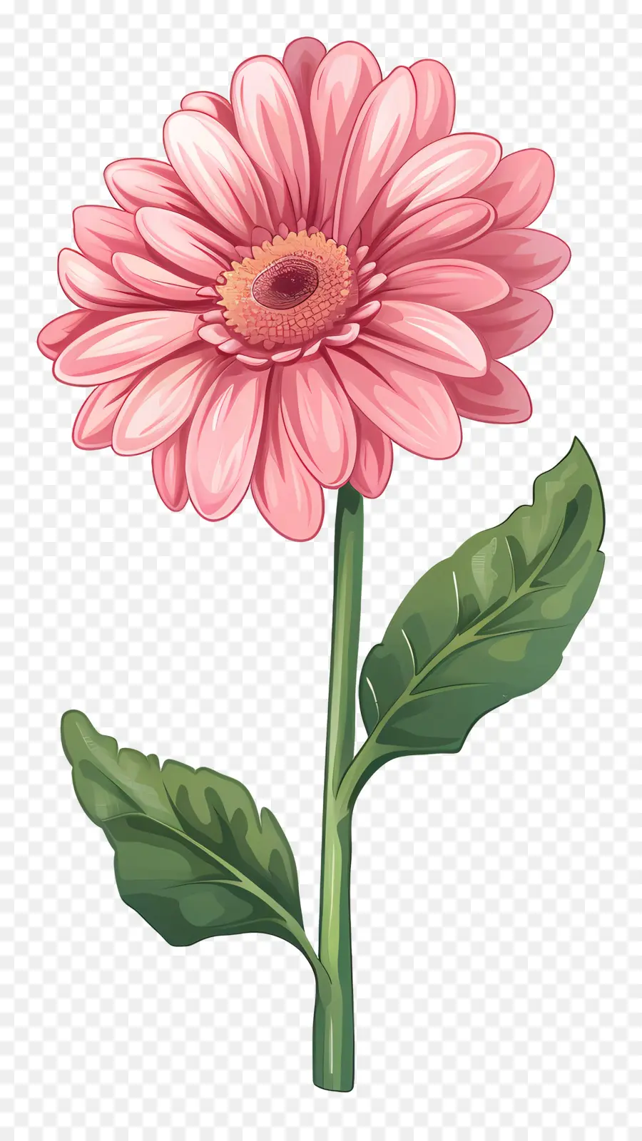 Pembe Gerbera，Papatya PNG