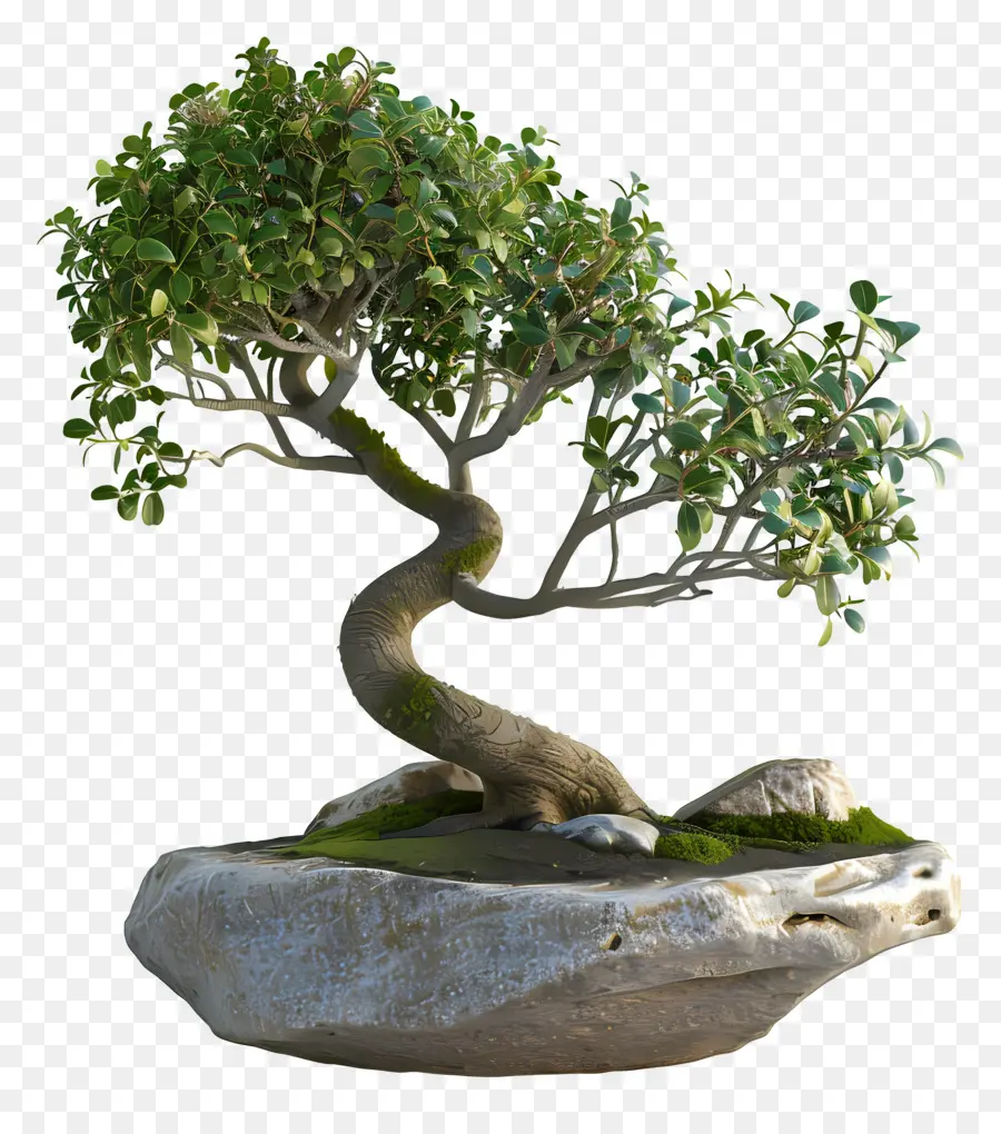 Ficus Bonsai，Bonsai Ağacı PNG