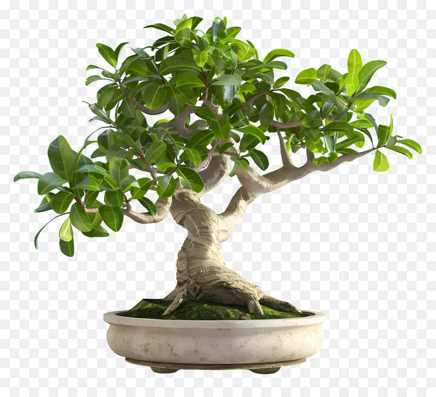 Ficus Bonsai，Bonsai Ağacı PNG