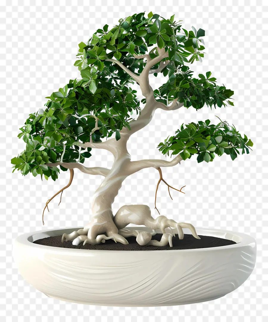 Ficus Bonsai，Bonsai Ağacı PNG