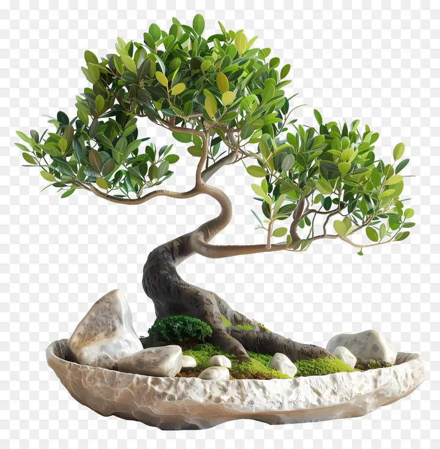 Ficus Bonsai，Bonsai Ağacı PNG