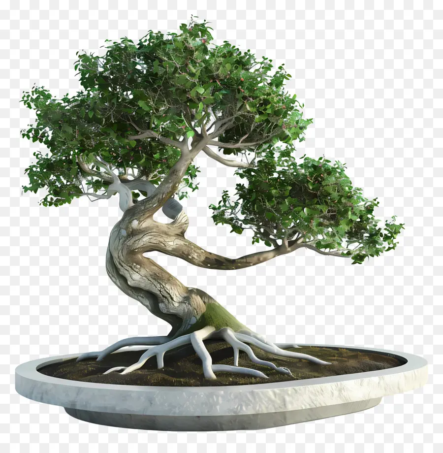 Pohon Bonsai，Bonsai Ağacı PNG