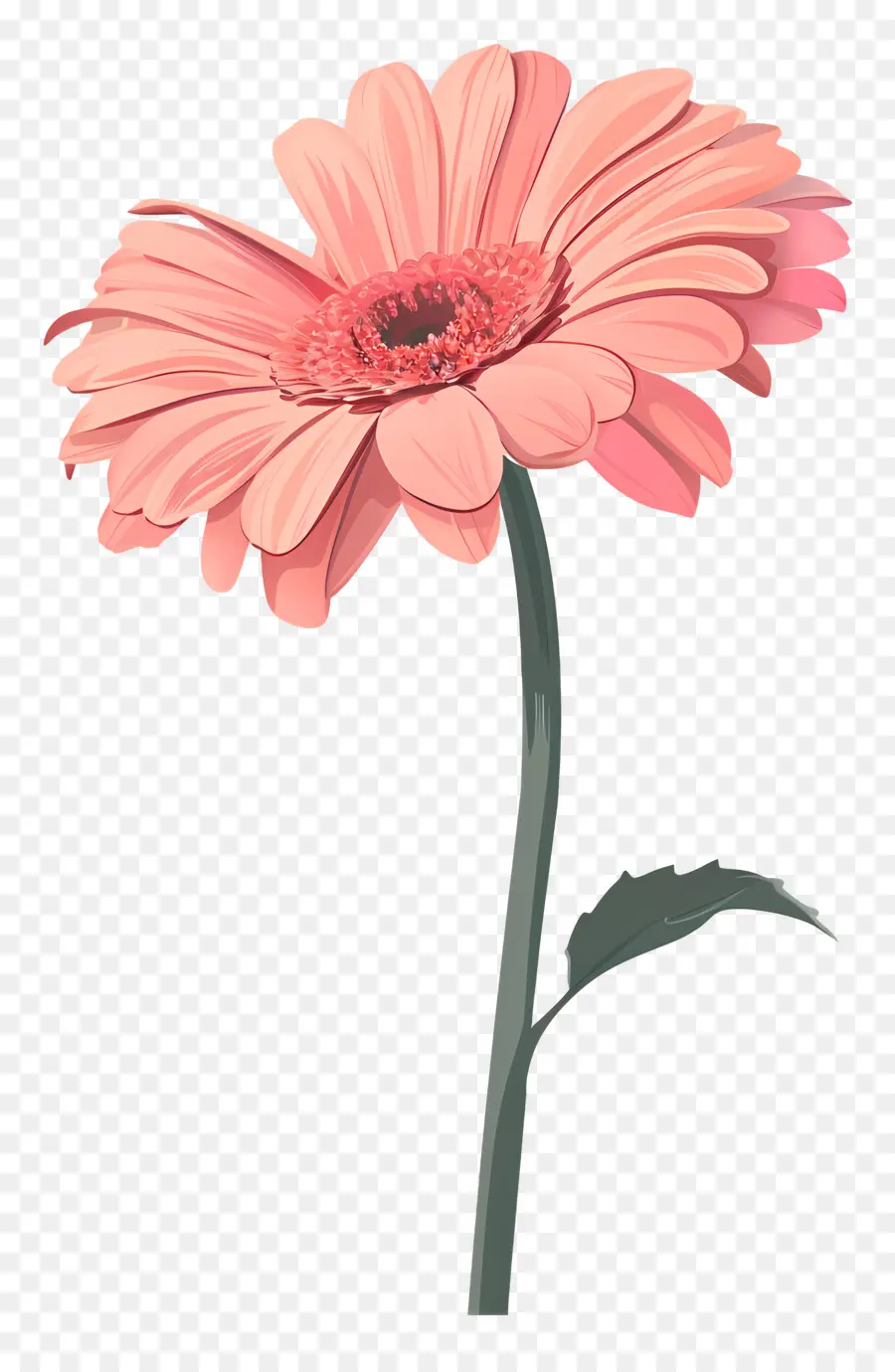 Pembe Gerbera，Pembe Çiçek PNG