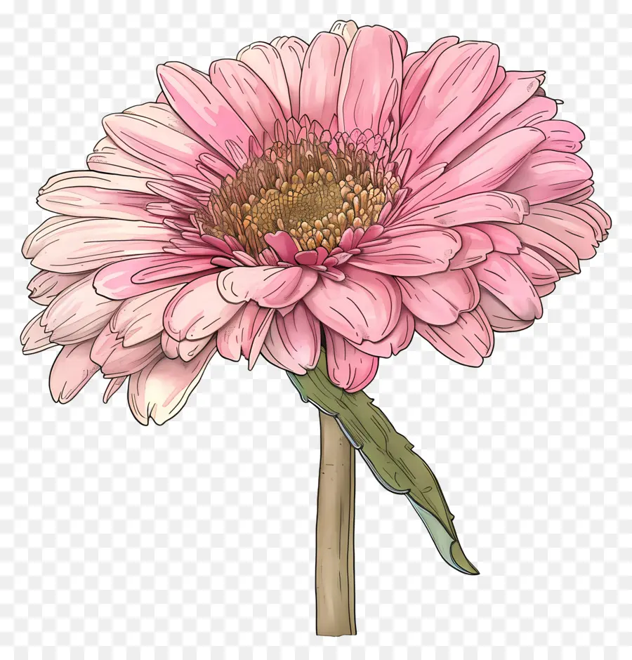 Pembe Gerbera，Pembe Çiçekler PNG