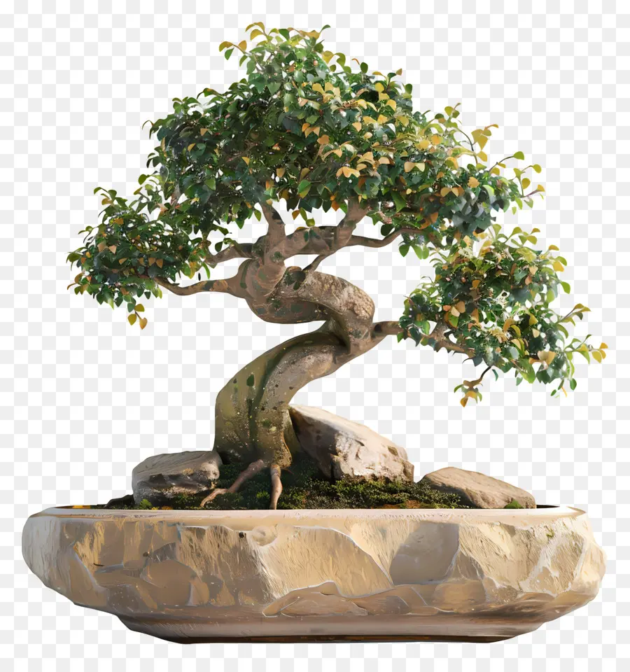 Pohon Bonsai，Bonsai Ağacı PNG