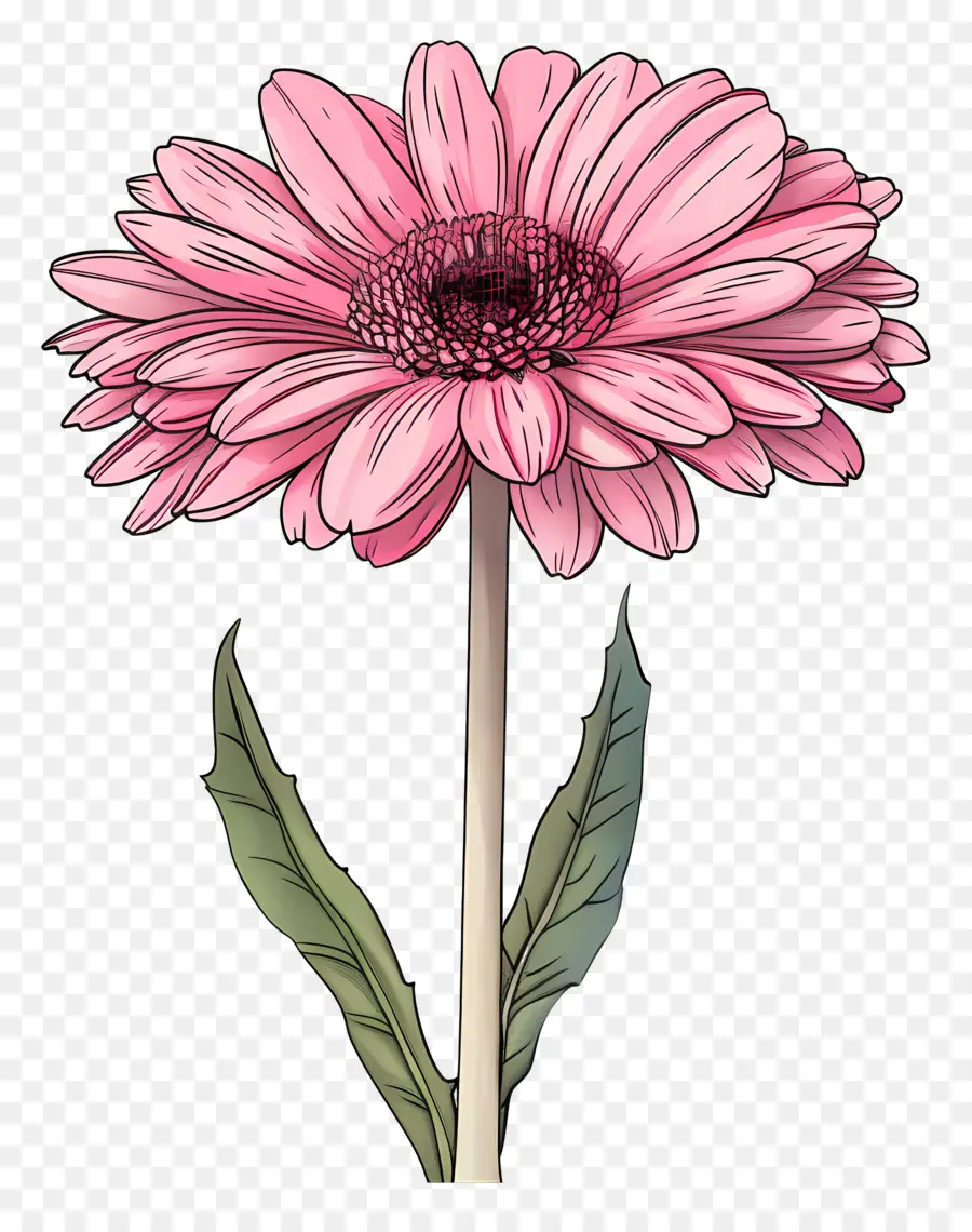 Pembe Gerbera，Papatya PNG