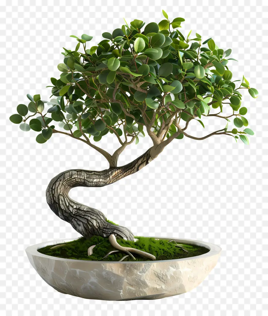 Ficus Bonsai，Bonsai Ağacı PNG