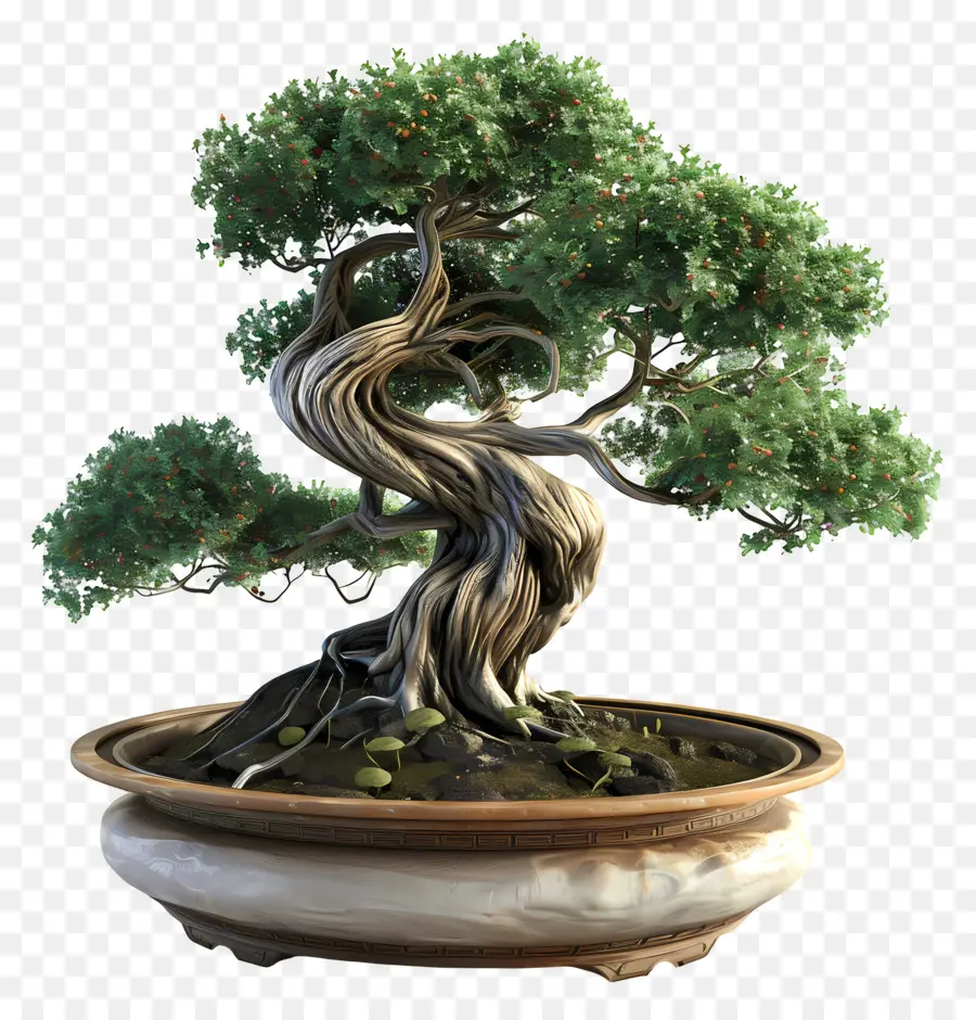 Pohon Bonsai，Bonsai Ağacı PNG